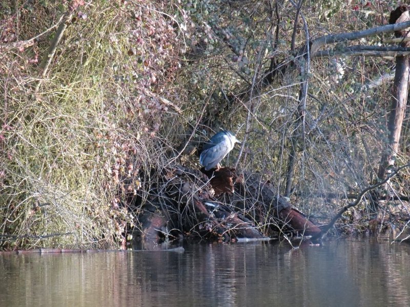 Heron bihoreau 001